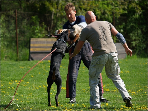 Dogs in training 5/2008